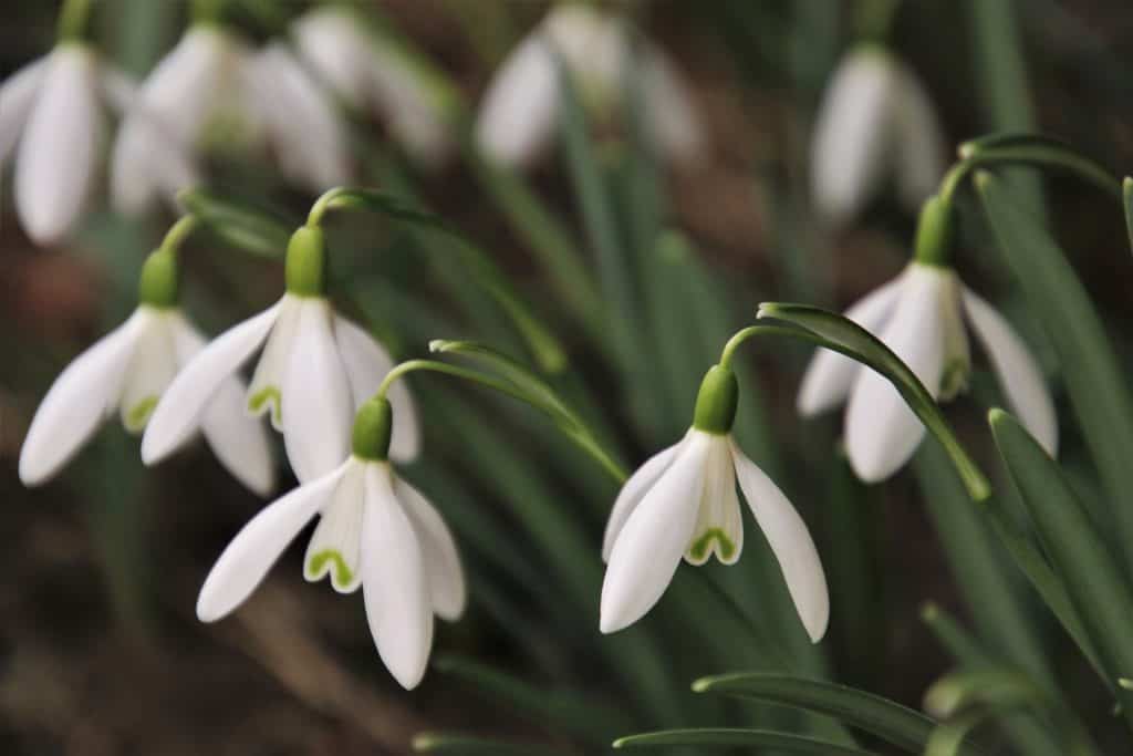 Duftende Blumen