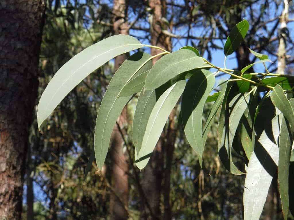Eukalyptus